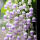 淡紫 6棵精选带芽铃兰 送肥料