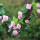 蔷薇之恋16朵粉色