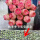 水蜜桃玫瑰3厘米夏季变红(10颗