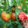 【青果有青肩】草莓番茄种子50粒