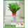 1.1-1.2米金钱树(白色波纹瓷盆)(