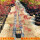红羽毛枫苗40-60厘米 带盆带叶