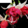 红玫瑰/D1重瓣大花