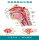 耳鼻喉解剖图-2