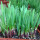 独根红紫根韭菜种子10g约2千粒