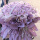520朵紫色粉色玫瑰-甜心