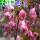 牡丹樱花(根茎2公分粗当年开花