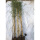 金镶玉竹1厘米粗度10棵