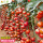 超甜瀑布番茄苗10棵