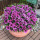 紫色南非菊200粒买2餸1餸肥