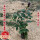 矮化盆栽高50-70公分
