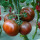 黑盾2号大黑番茄苗 24棵
