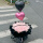 【赠送气球】99朵粉玫瑰花束