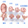 胚胎发育模型8件套