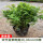 米竹矮化盆景款30-40厘米30棵连