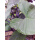 大棵：5棵深色紫芋头苗