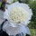 33朵白玫瑰花束