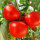 红果番茄苗5棵