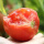 西红柿苗12棵