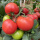 西红柿苗 6棵