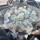 【世间美好】33朵密西根碎冰蓝玫瑰花