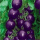 11紫珍珠1000粒加生根粉