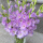 香芋紫10球装+催花肥料