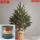 精品云杉圣诞树8-9厘米高 0个 0cm