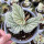 唐米勒海棠12cm盆4-5片叶子