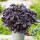 紫色罗勒500粒 (买21肥料)