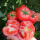 沙瓤西红柿5棵