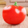 番茄（约45CM）