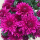 高雅紫荷兰菊