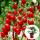 盆栽红千禧番茄苗1盆带盆带土