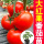 大红硬果番茄苗6棵