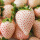 白草莓种子2包
