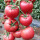 大西红柿种子(约500粒)