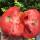 老品种西红柿苗10棵