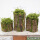 套三圆柱苔藓花器