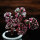 小球玫瑰锦(单株4-6cm)