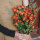 橙色芭比+情人草 50朵以上玫瑰