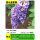 紫水晶紫藤【好养易活】粗1.5cm