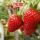 安娜四季草莓10颗