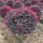 红花积木1.5米毛球