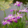 常绿水生鸢尾紫花10棵