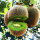 翠香猕猴桃
