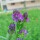 紫花苜蓿种子1斤
