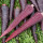 寿禾紫鸽胡萝卜种子1g约600粒