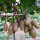 海沃德猕猴桃