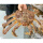 帝王蟹1只5.5-6斤